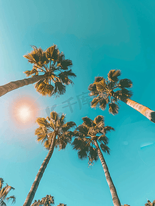 晴朗的天空背景上的棕榈树胡同