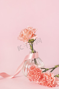 康乃馨花朵粉色背景