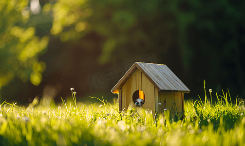 小房子小草摄影照片_草地上露天的一个小狗屋