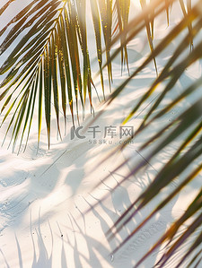 图片阴影背景图片_白色沙滩上的棕榈叶阴影图片