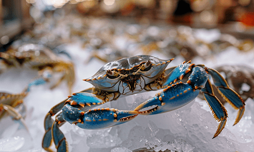 吃蟹摄影照片_鱼市场冰上倒挂的蓝蟹