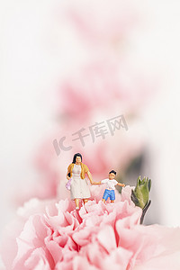 康乃馨花朵图片白色背景
