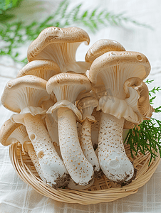 森林里采摘的新鲜野生蘑菇