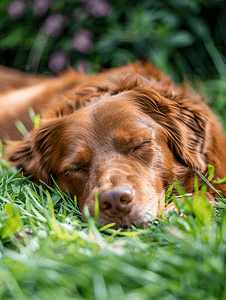 湿热摄影照片_棕色的狗躺在草地上安静地睡觉