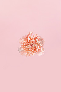 粉色康乃馨花朵粉色背景