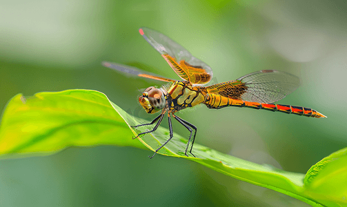 橙色的翅膀摄影照片_叶子上的橙尾沼泽滑翔机