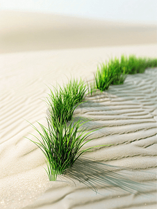 沙地背景的绿草曲线