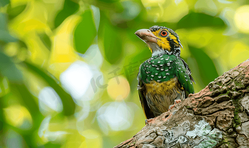 花线烫金摄影照片_树林中的线斑拟啄木鸟