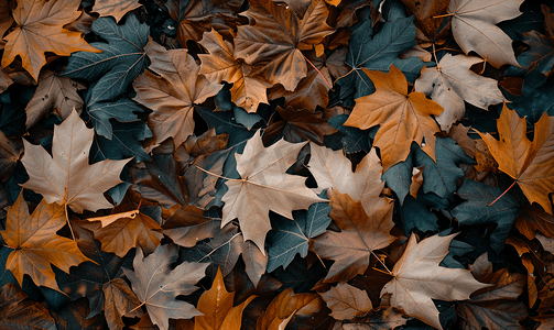 地面上干燥的秋叶的特写
