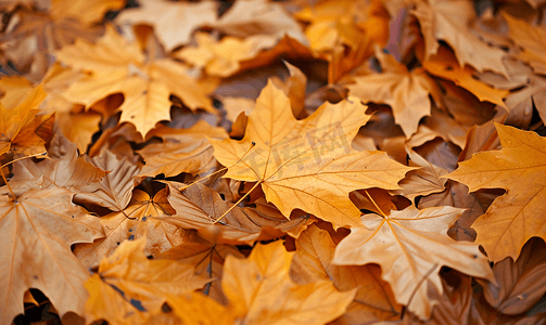 地面上干燥的秋叶的特写