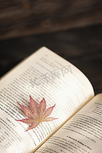 秋天光影枫叶图书图片