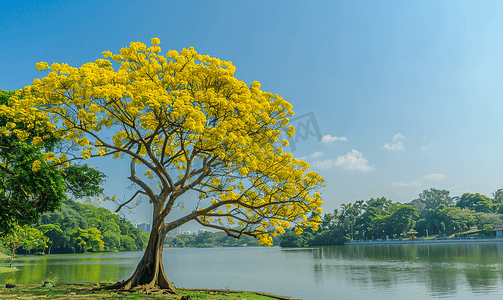 瘘摄影照片_金雨树是决明瘘公园豆科植物中的一种开花植物