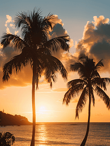热带海滩日落海边棕榈树的轮廓