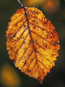 大自然宏观照片中捕捉到的秋季林地叶子细节