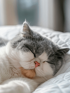 猫狗爪子摄影照片_肥胖的灰白猫躺着睡觉放松流浪猫