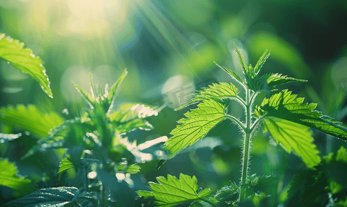 夏季植物叶子摄影照片_荨麻或荨麻户外药用植物特写