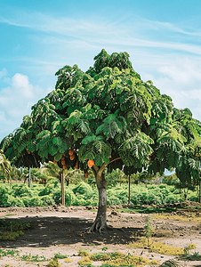 墨西哥埃斯孔迪多港热带自然中美丽的木瓜树