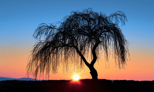 日出背景矢量摄影照片_日落之后树垂柳的轮廓