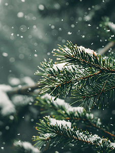 片状雪花摄影照片_松树绿枝上的雪花