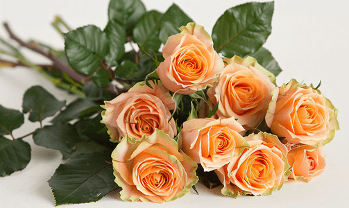 花束中优雅的桃色玫瑰