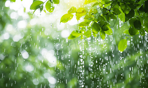 花园叶子背景下雨