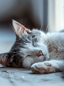 猫狗爪子摄影照片_肥胖的灰白猫躺着睡觉放松流浪猫