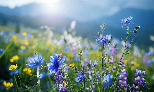 蓝紫色海报摄影照片_科罗拉多落基山脉的蓝紫色野花