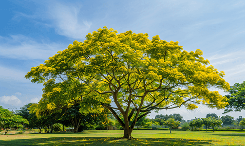 绞股蓝决明茶摄影照片_金雨树是决明瘘公园豆科植物中的一种开花植物
