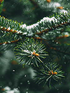 片状雪花摄影照片_松树绿枝上的雪花