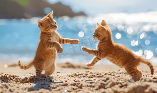 两只猫夏天在海滩上玩耍