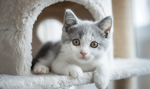 美丽的英国灰白色小猫躺在猫屋上微笑