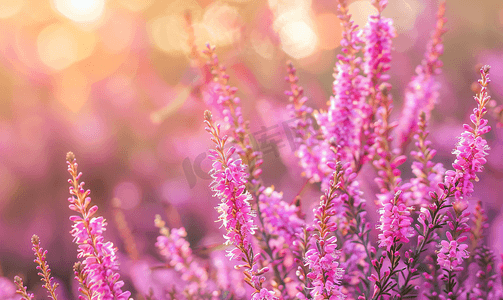 秋天丁香粉红石南花在花园里绽放特写自然背景