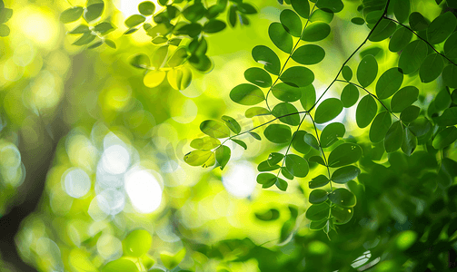 在模糊的绿叶背景下选择性聚焦辣木叶的自然特写