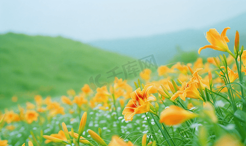 虎耳草属植物手绘摄影照片_黄花菜花山