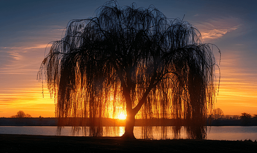 矢量自然摄影照片_日落之后树垂柳的轮廓