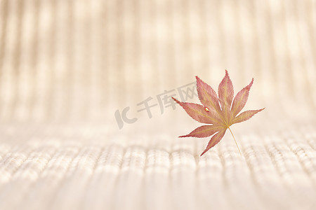 枫叶创意毛围巾秋天图片