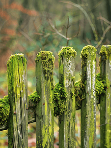 森林公园苔藓中非常古老的木栅栏长满青苔的旧木栅栏