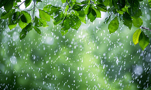 花园叶子背景下雨