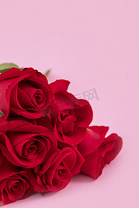 红色爱心玫瑰摄影照片_七夕情人节红色玫瑰粉色背景