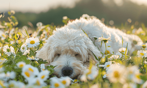 忠诚版面摄影照片_可爱的小狗科蒙多躺在开花的草地上