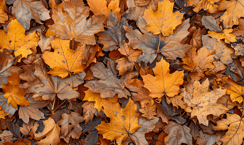 颜色摄影照片_地面上干燥的秋叶的特写