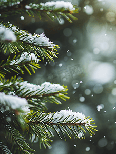 片状雪花摄影照片_松树绿枝上的雪花