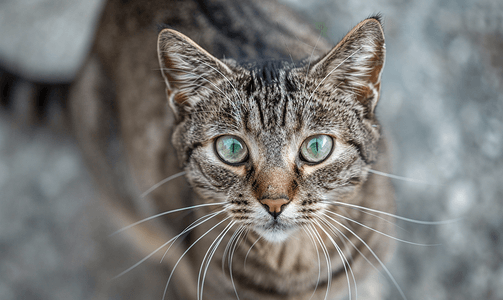 一只绿眼睛选择性聚焦的灰色条纹虎斑猫的悲伤枪口肖像