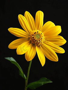 黑色背景上的黄色太阳花