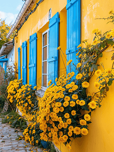 黄房子附近一条街上的黄菊花有蓝色百叶窗