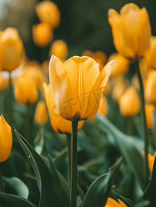 春天大自然背景摄影照片_春天大自然中的黄色郁金香