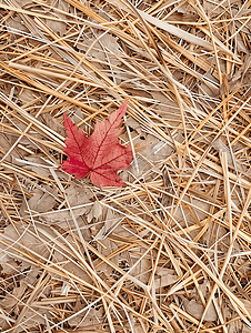 背景纹理叶子摄影照片_稻草背景上秋天的干叶