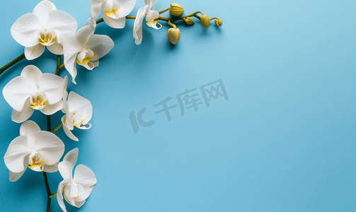 蓝色背景上的热带白色兰花可用空间复制空间