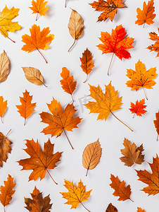 秋天的背景摄影照片_秋天的树叶图案
