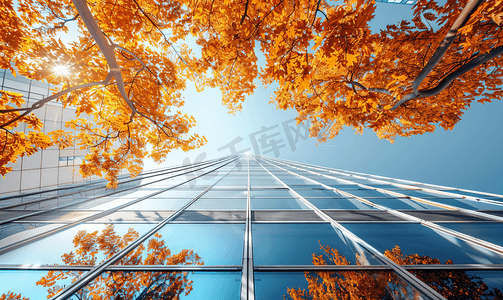 秋装海报背景摄影照片_现代建筑背景下的三角形秋树